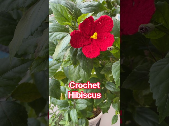 Crochet hibiscus flower #tukitakicrochet #crochetforbeginners #crochet #beginnercrochet #easycrochet