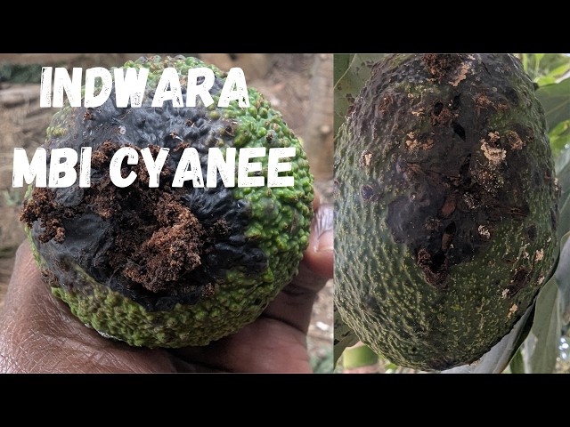 Uko Warwanya Iyi Ndwara Yibasira Avoka Mbere Yuko Yangiza Umusaruro