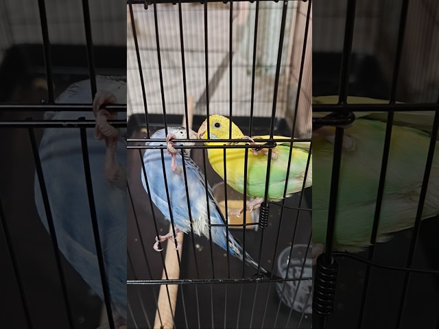 My Budgies are making love #lovebirds #pets #budgies #budgielove #budgie