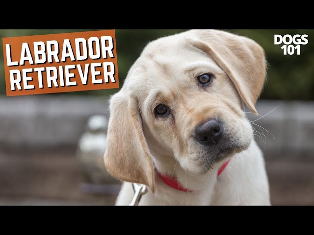 Labrador Retrievers❤️The Perfect Family Dog! 🐶 Dogs 101 | Training and Caring for Your Furry Lab
