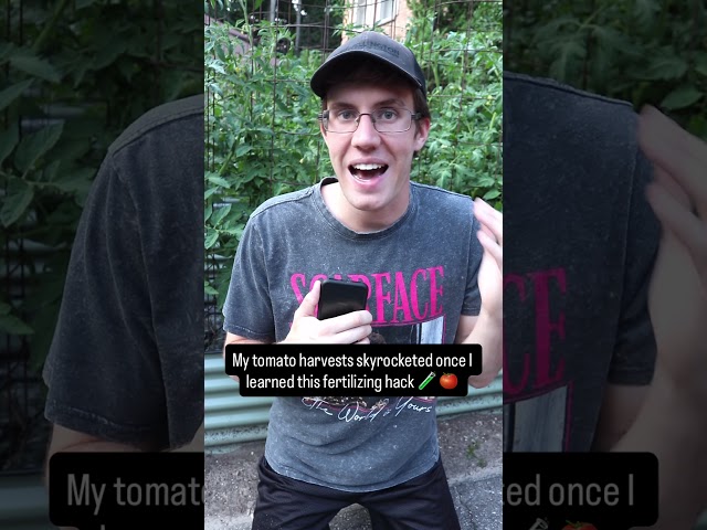 Simple Fertilizer Hack to Grow More Tomatoes 🍅