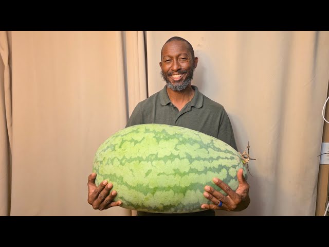 Did This Watermelon Beat My 67-Pounder?