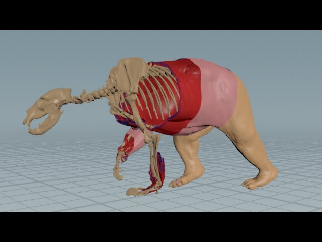 Houdini Muscle System