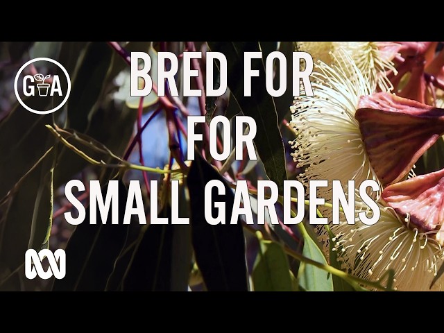 Compact Gums for Small Gardens | Gardening Australia