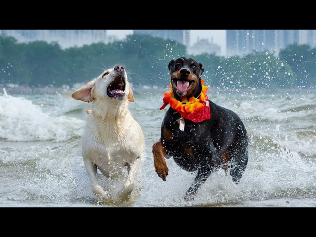 Hilarious Dogs Can’t Help Themselves Rushing to Water for the First Time 🤣