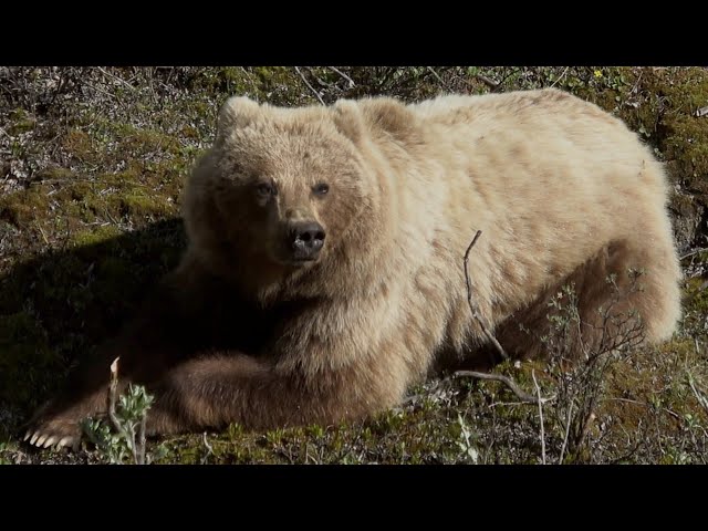 WILDERNESS: The Scenic Nature of ALASKA | 4K Relaxation Film