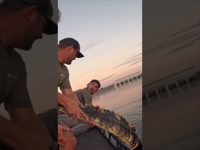 HUGE ALLIGATOR CAPTURED! 10/20 #viral #short #youtubeshorts #shorts #viralvideo #youtube #shortvideo