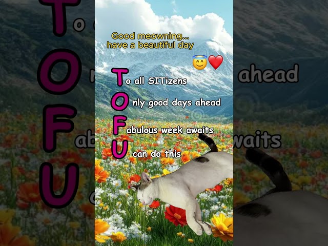 Feed and week has been blessed by Tofu ✨