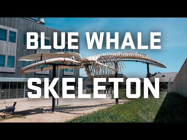 Blue whale skeleton assembly time-lapse