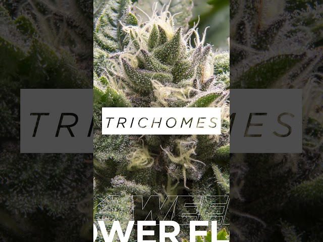 STACKING ON TRICHOMES | Week 4 Flower Update #shorts #flowers
