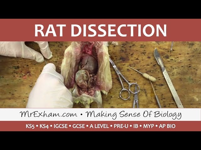 Rat Dissection - GCSE/A Level Biology