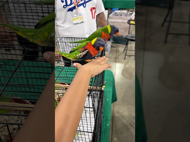Jeremy meets colorful birds!    #shorts #shortvideo #short