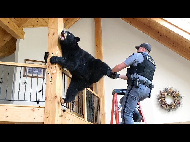 Bears Being Silly and It’s Hilarious. You Won’t Stop Laughing 😁