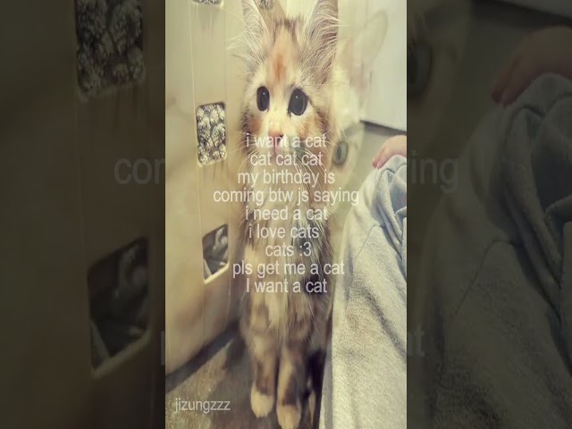 cat cat cat cat #fypシ #cat #noflop
