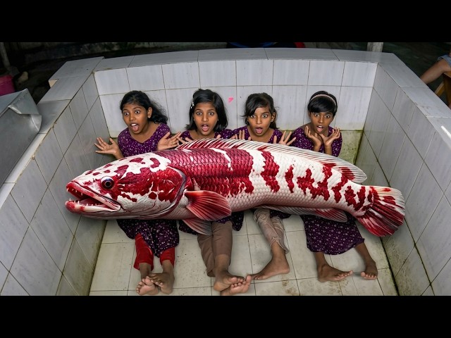 Must Watch Snakehead Aquarium Cleaning Skills!