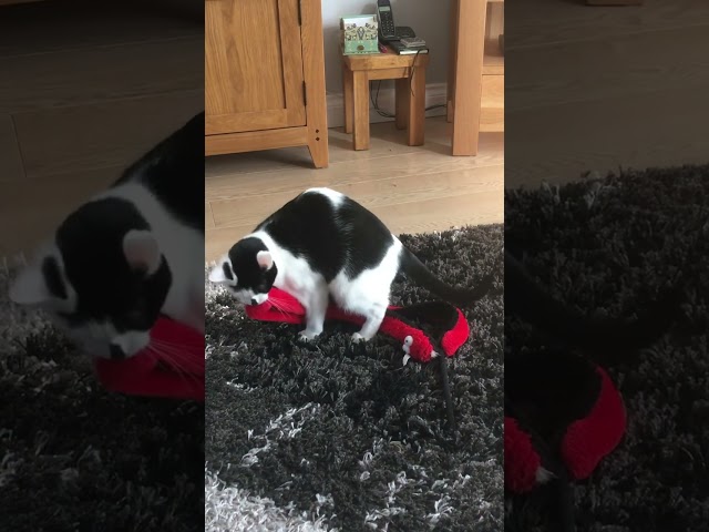 Our Cat Really Likes Her New Toy