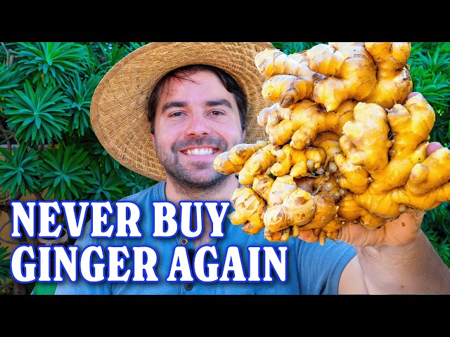 YOU Can Grow Infinite Ginger At Home!
