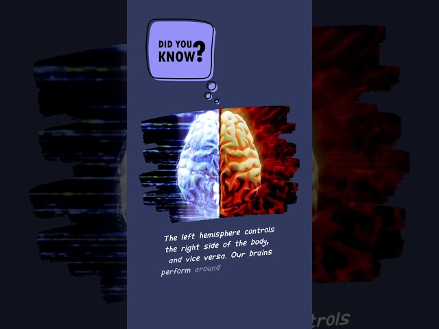 Human Brain