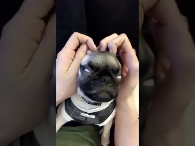 Just Wait For The Baby Pug