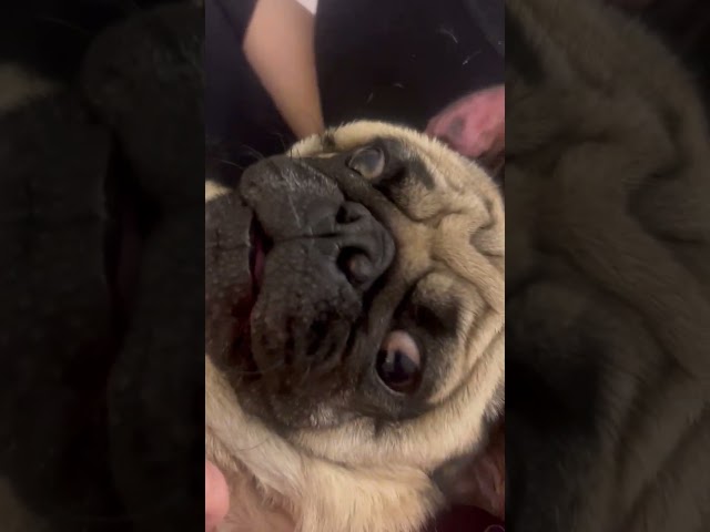 Peanut The Pug