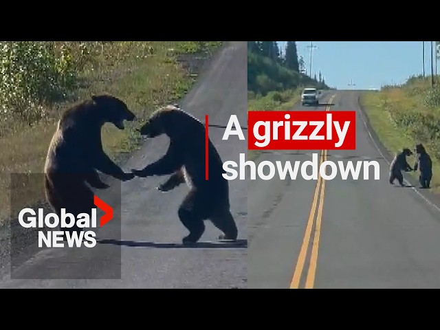 BC motorist captures incredible brawl between 2 grizzlies on camera