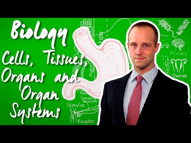 Cells, Tissues, Organs, Organ Systems - Biology - Science - Get That C In your GCSE and IGCSE