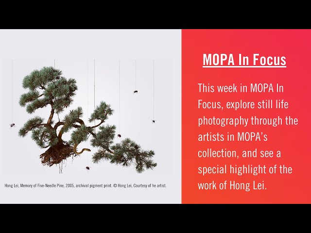MOPA In Focus: Picturing the still life in photography