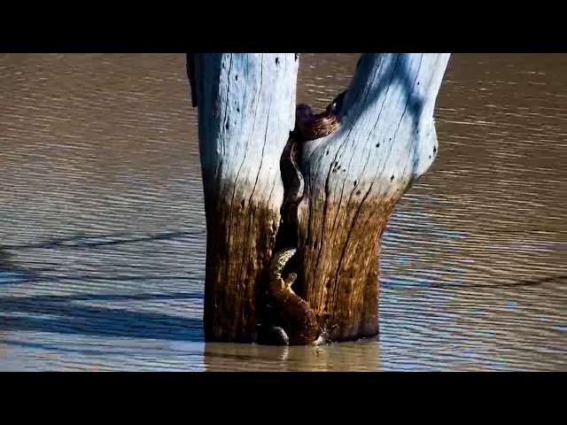 Monitor Lizard Finds a Python in Its Favourite Spot!