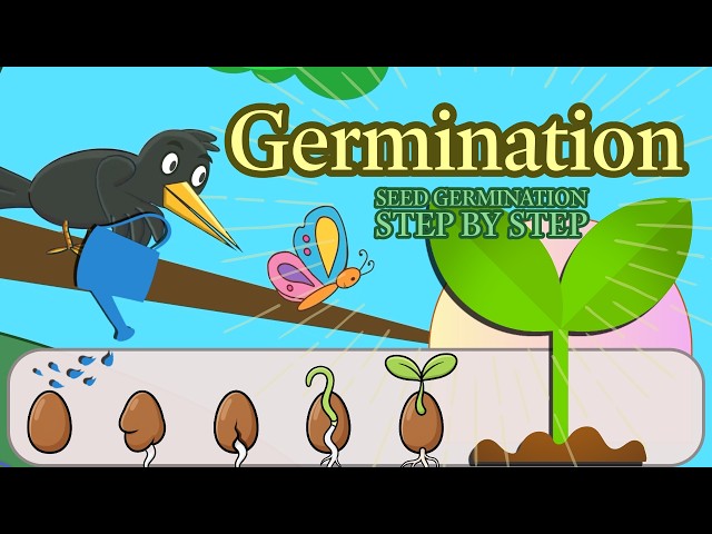 Germination with flutter and Cody in| How Seeds Grow? 🌱 Germination Explained for Kids |