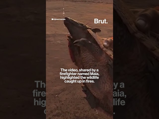 Brazilian firefighter gives water to dehydrated armadillo.