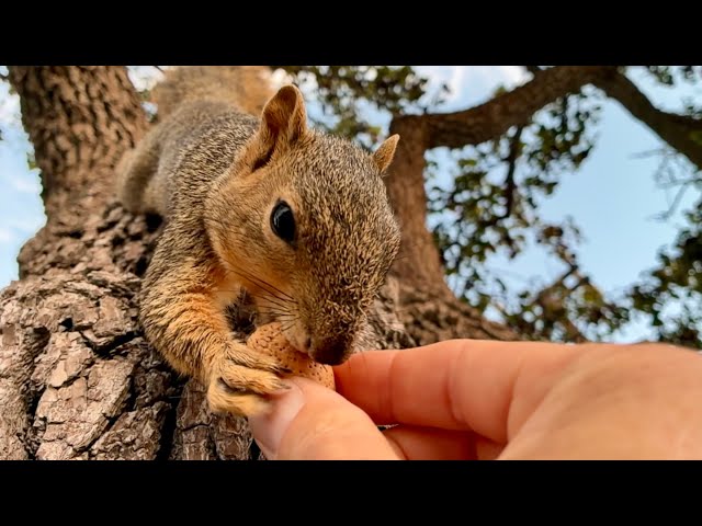 A custom fit is just right for Squirrel Baby Bravey