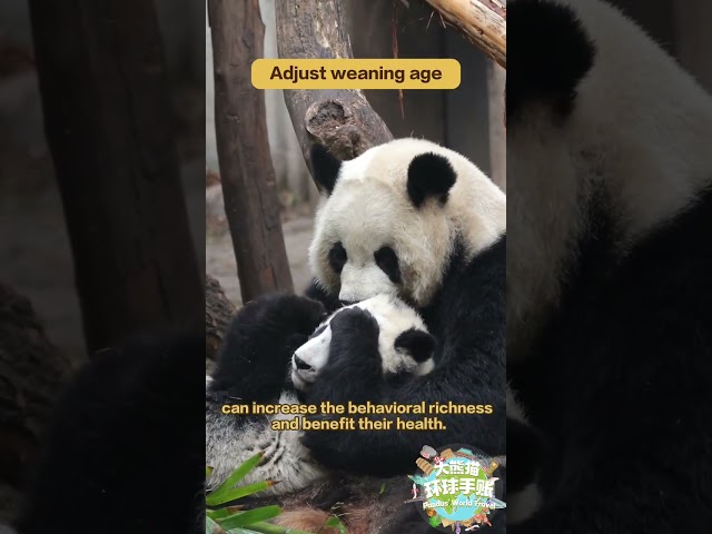 Research Achievements From China-US Panda Cooperation Episode 2 | iPanda【Pandas' World Travel】