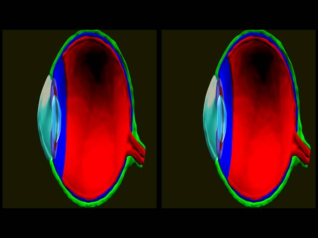 Human Eye Structure Stereo 3D