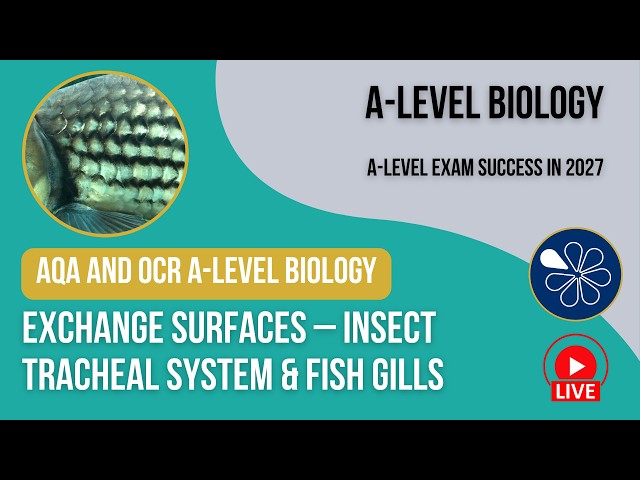 Exchange Surfaces – Insect Tracheal System & Fish Gills | AQA and OCR A-Level Y1 Biology -