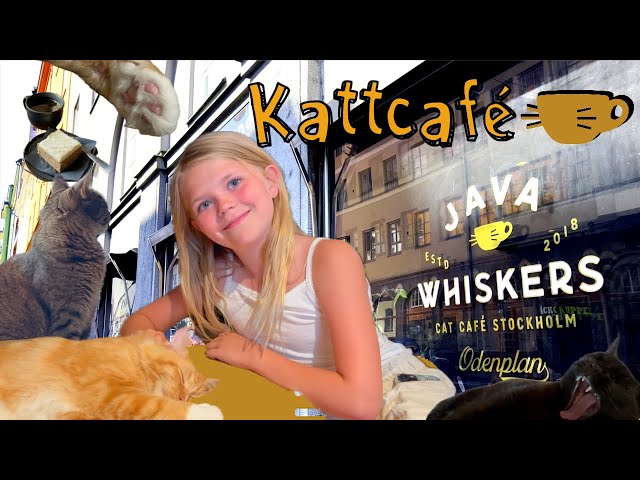 Kattcafé Java Whiskers 😻