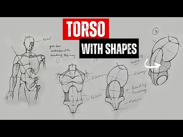 Stop Guessing When Drawing the Torso! Learn Rib Cage, Pelvis & Twisting Poses