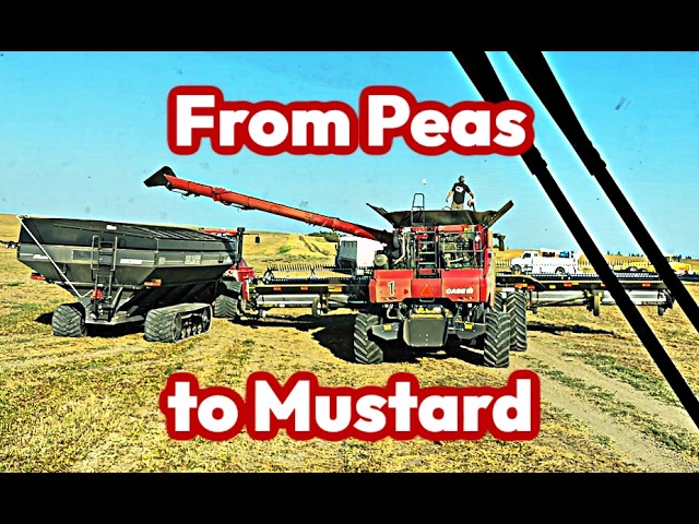 Harvest Day 16 & 17: The Girls MUSTARD up some Strength!