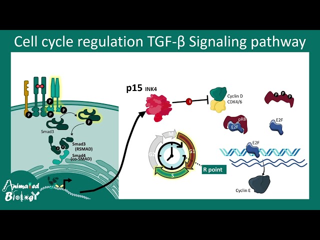 What is TGF-β Signaling? Full Mechanism, SMAD Cascade & Biological Roles | cell signaling playlist