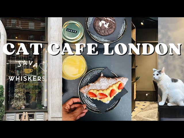 Cat Cafe In London I Java Whiskers in London I