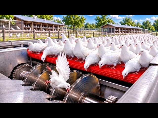 Inside the Giant Egg Hatching Factory: How Eggs Are hatched (Full Process)