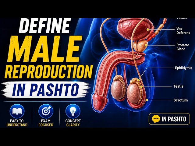 Explain Male Reproduction System in Pashto #malereproduction #reproduction #reproductivehealth 