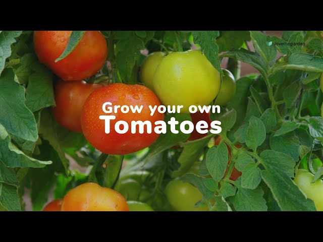How to Grow Your Own Tomatoes | Love The Garden UK