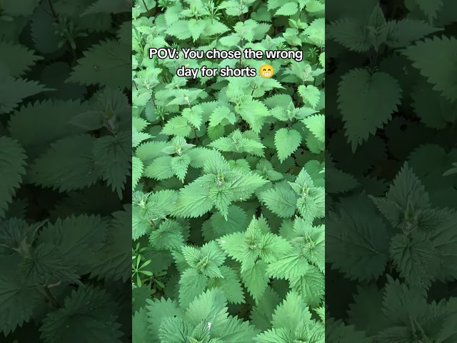 welcome to the nettle kingdom ð