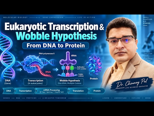 Eukaryotic Transcription & Wobble Hypothesis | From DNA to Protein