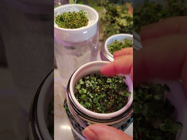 New Microgreen Adapters by @keepongrowin