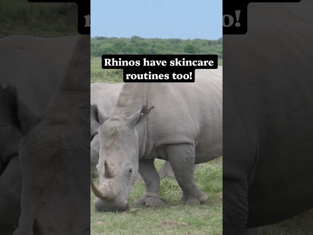 Rhinos have skincare routines too! #wildlife #animals #naturepbs #stem #rhino
