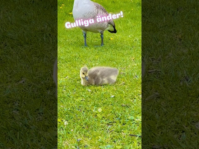 Gulliga änder - eller gäss? 😅 #noraochpappa