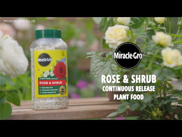 Miracle-Gro® Plant Food Granules – Rose & Shrub | Long-Lasting Nutrition for Beautiful Blooms