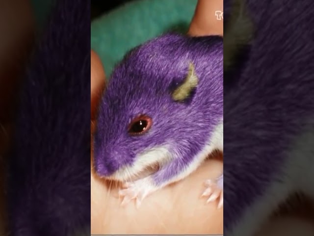 Rattata Pokemon in Real Life! #shorts