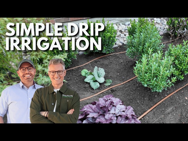 Drip Irrigation for Beginners — An Easy Step-by-Step Guide